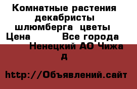 Комнатные растения, декабристы (шлюмберга) цветы › Цена ­ 300 - Все города  »    . Ненецкий АО,Чижа д.